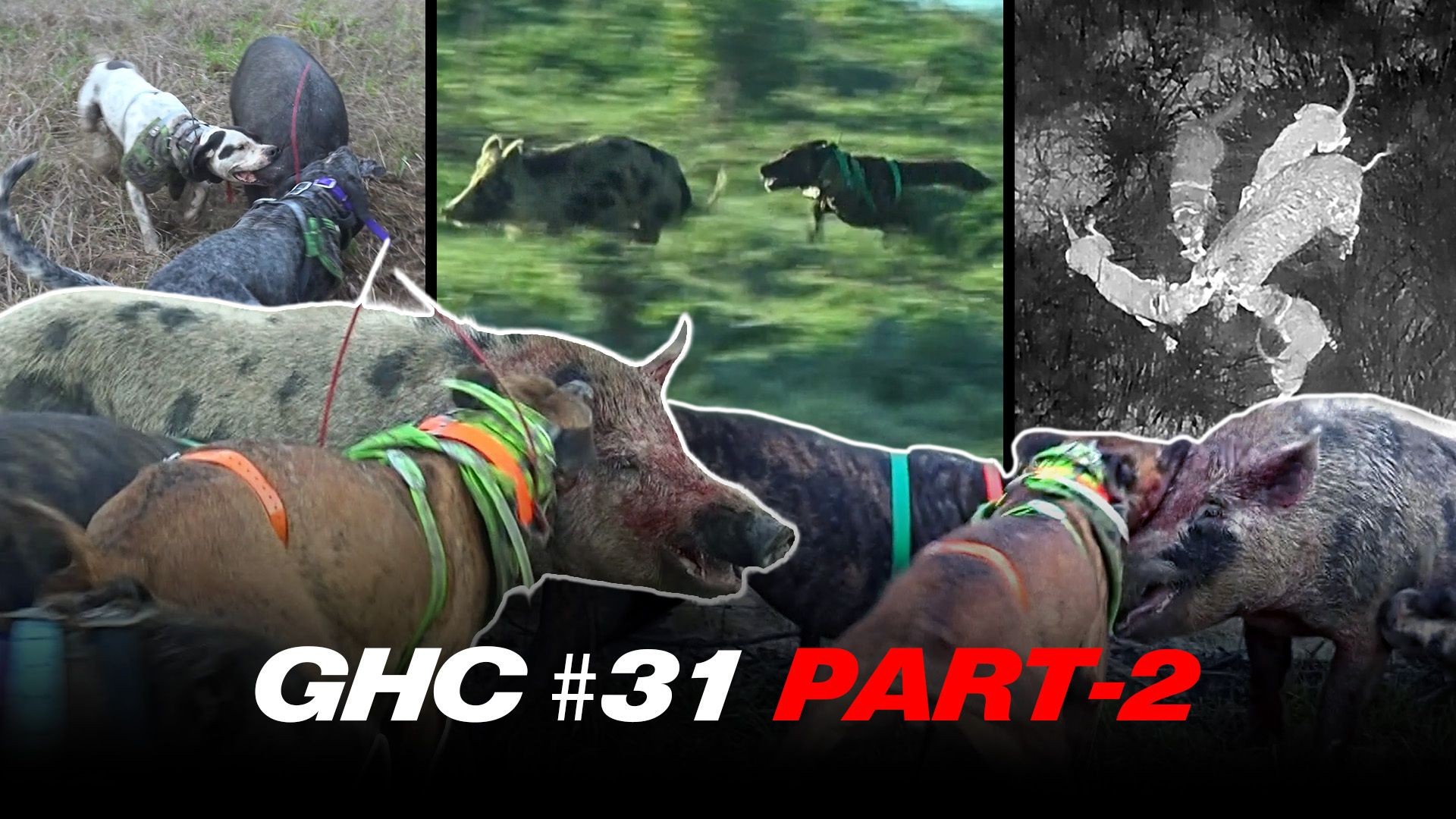 S31 E02 - Grunter Hunter Championships