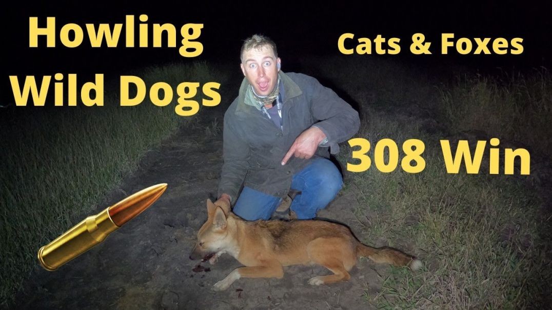 Howling Wild Dogs and Blasting Feral Cats With the 308