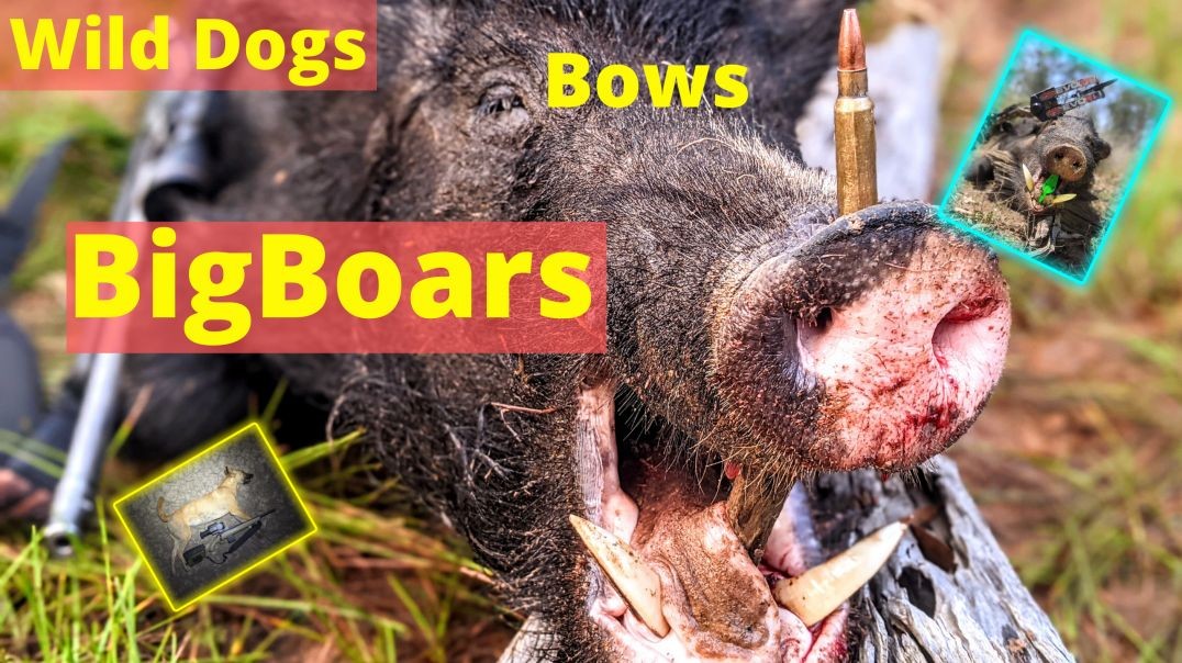 Big Boar Hunting Australia
