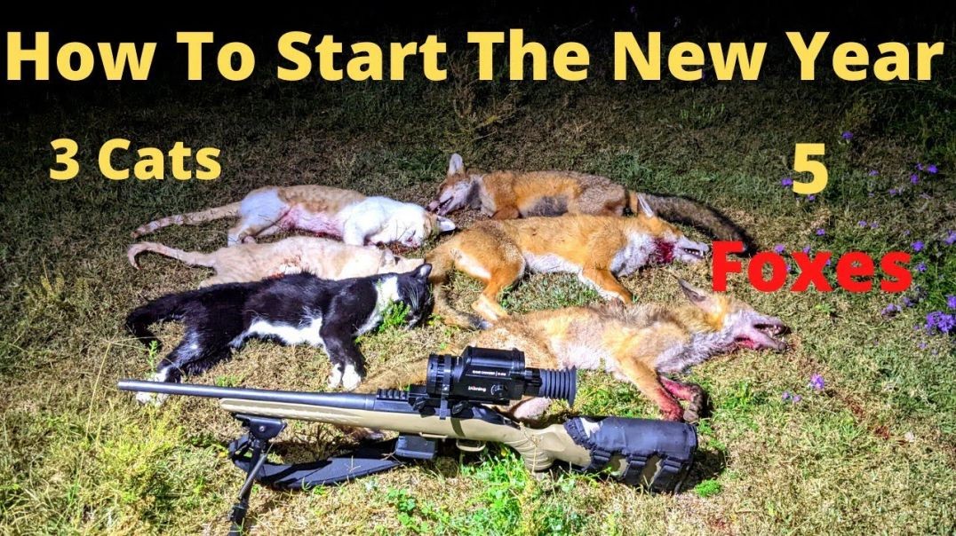 Shooting Cats - Best Way To Start A New Year