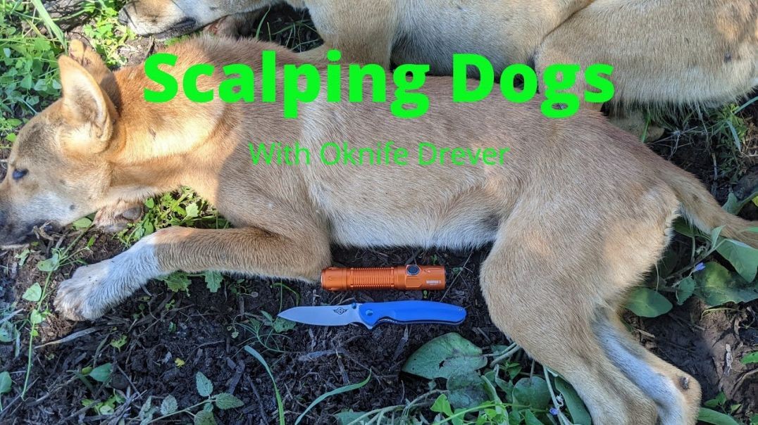 How To Scalp A Wild Dog