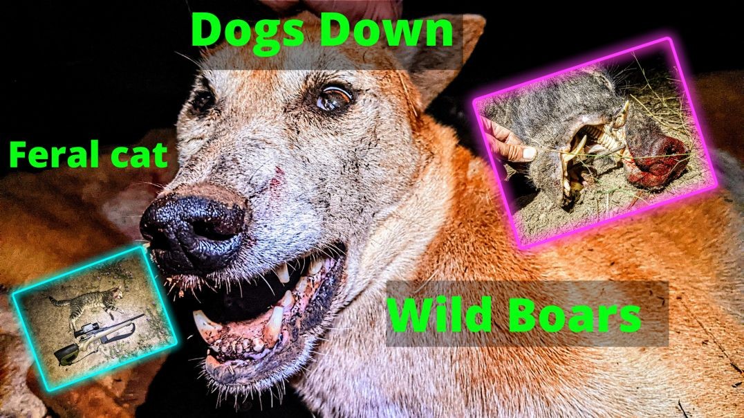 Calling Up A Pack Of Wild Dogs And Pig Hunting.MOV