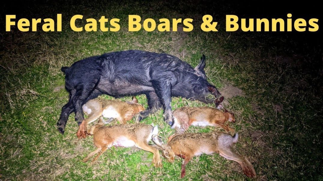 Feral Cats Boars and Bunnies