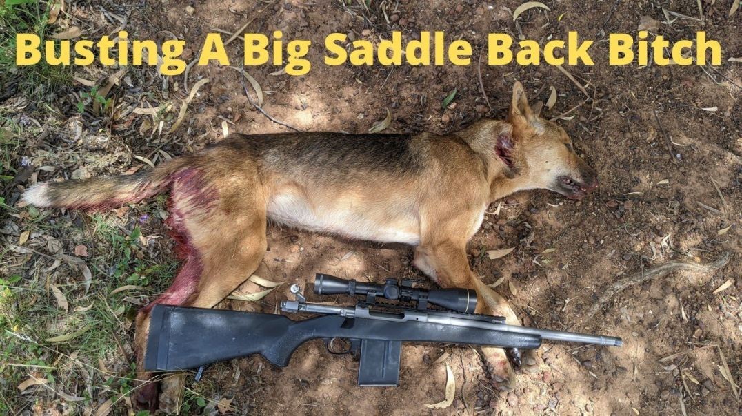 Another Big Dog Down Queensland