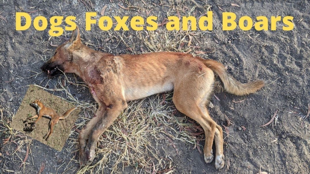 Trapping Dogs And Foxes And Busting A Big Boar