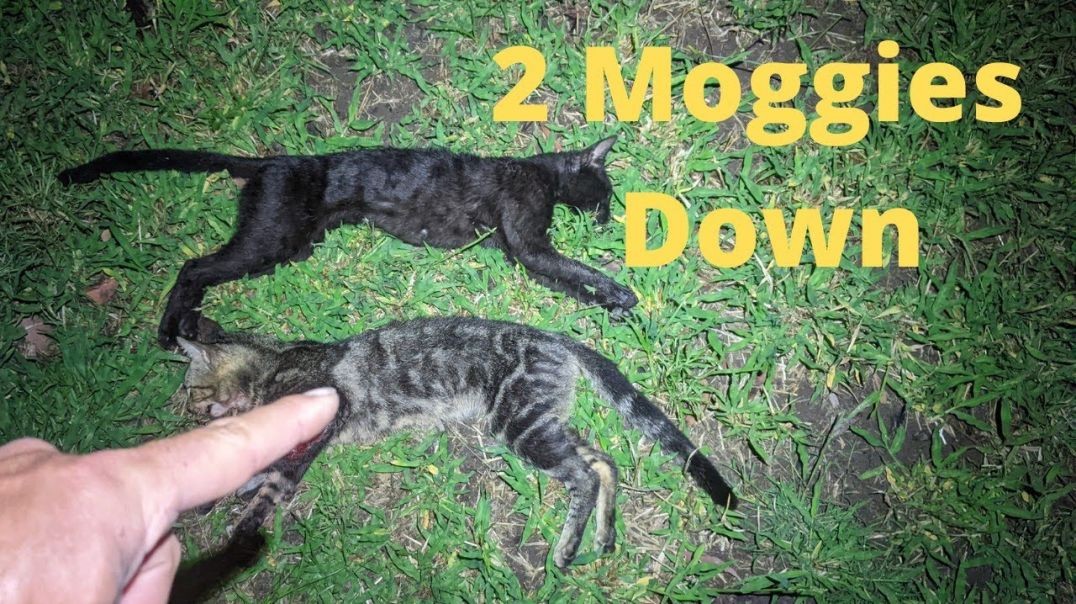 Another 2 Feral Cats Dispatched