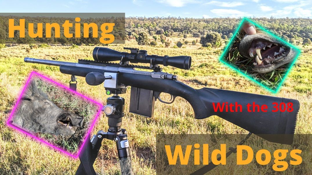 Wild Dog Hunting QLD