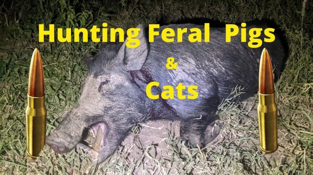 Quarantine Boar and Feral Cats