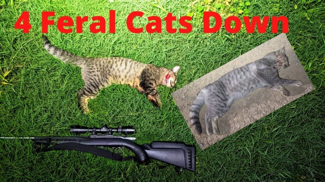 Shooting Cats and Trying To Outsmart The Trap Scratchers Part 1