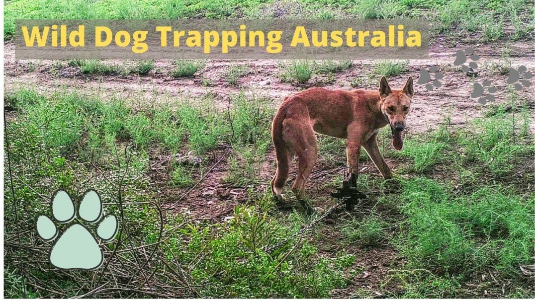 Setting Dog Traps