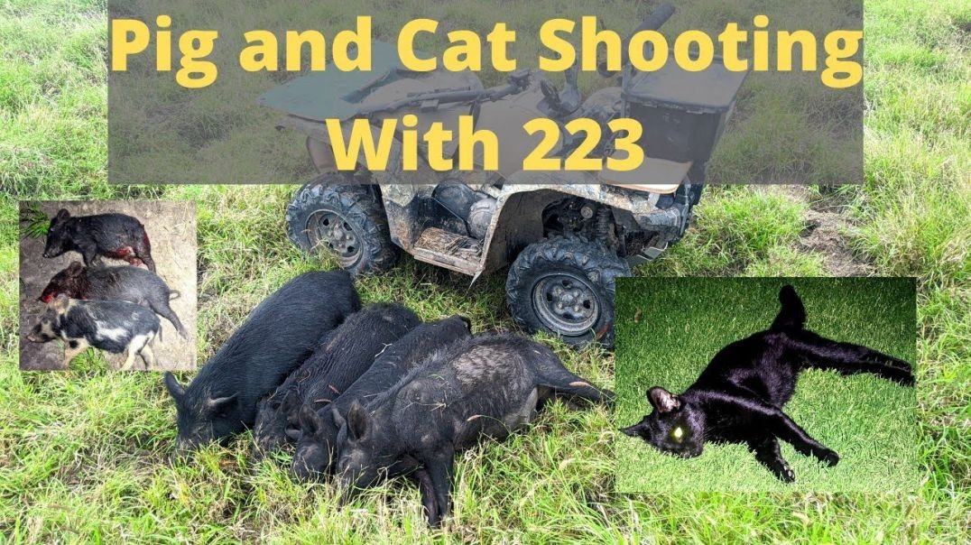 The Three Little- Pigs What Really Happened