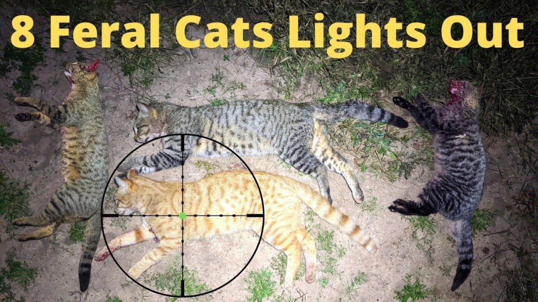 Getting Stuck Into The Feral Cats Again