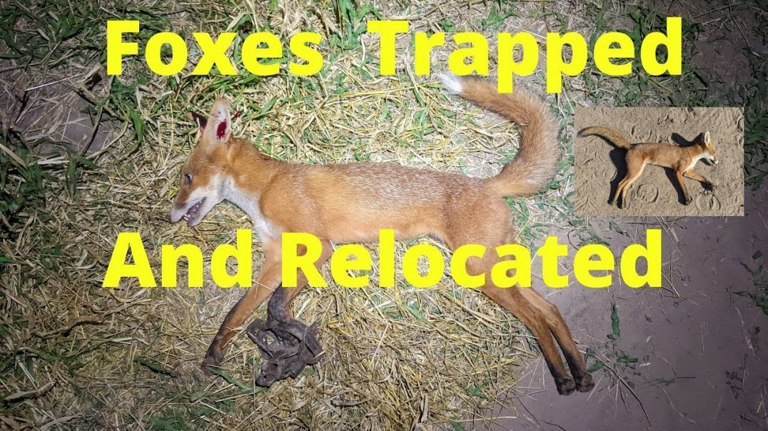 Trapping Foxes
