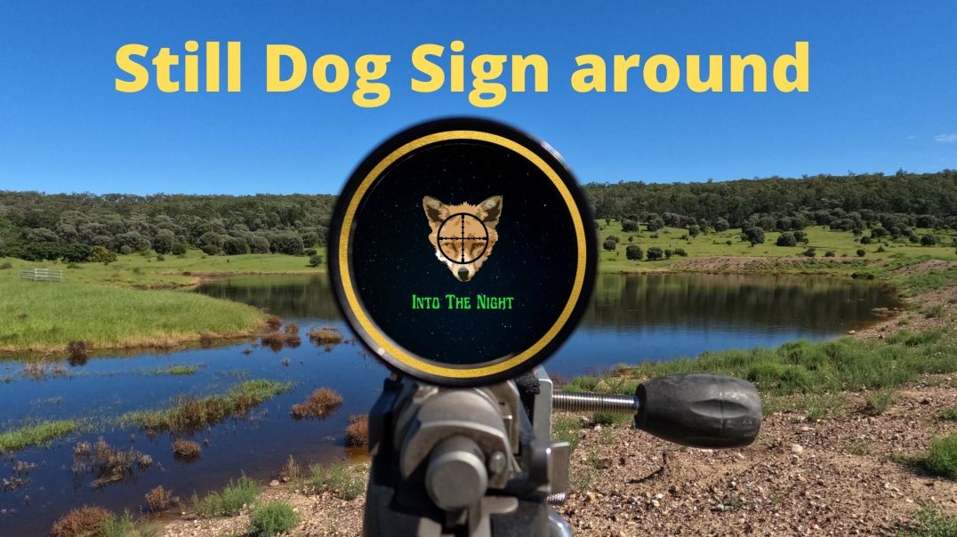 Dogs Still In The Area