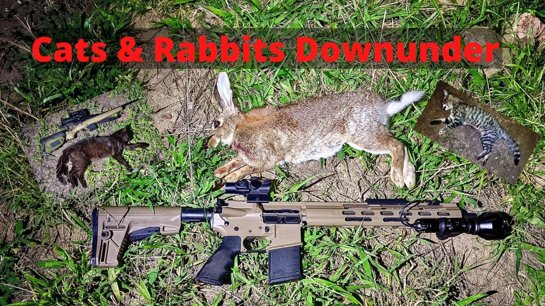 Shooting Feral Cats Central QLD