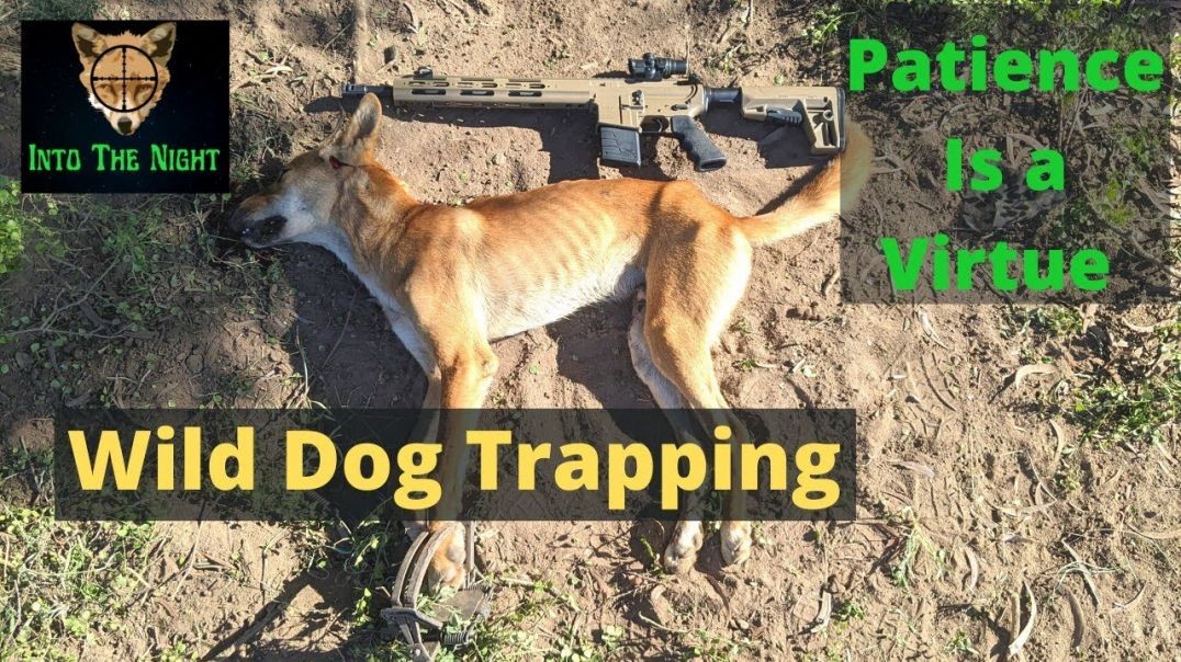 Going Through The Motions Of Trapping Wild Dogs