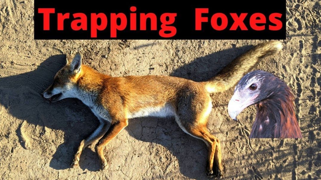 Trapping Ferals Part 3