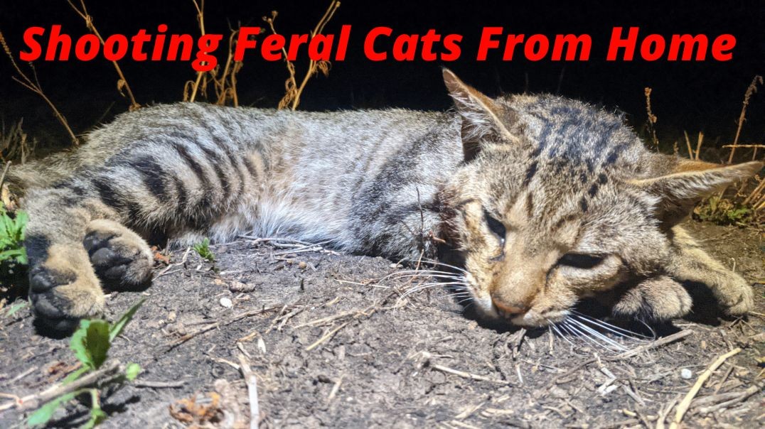 Shooting Feral Cats From Home