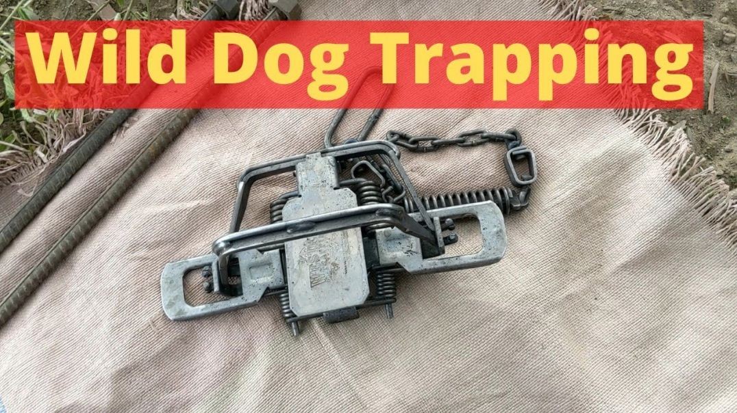 Trapping Wild Dogs Central QLD