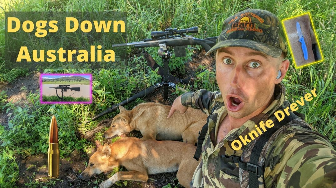 Bagging Wild Dogs Australia With The 308