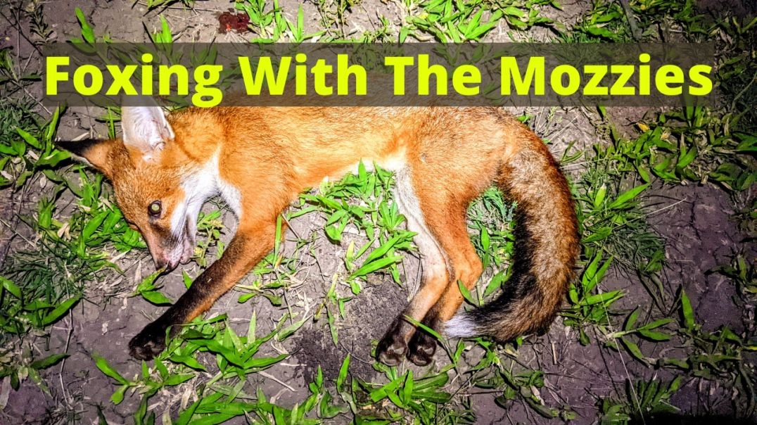 Fox Shooting In QLD Australia #223