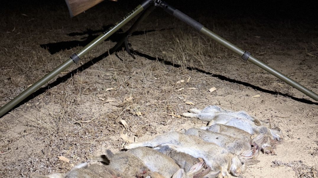 Couple of rabbits out with the 17hmr