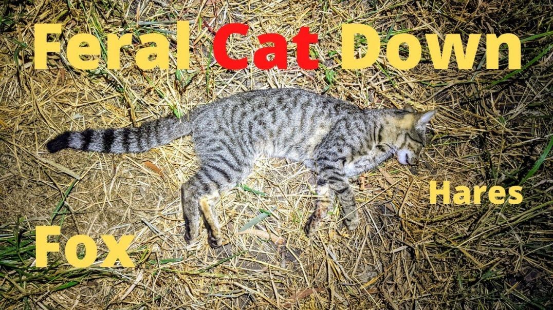 Cat and Fox Shooting QLD