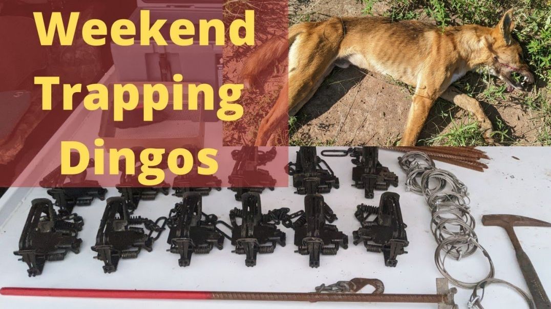 Trapping Australian Dingos