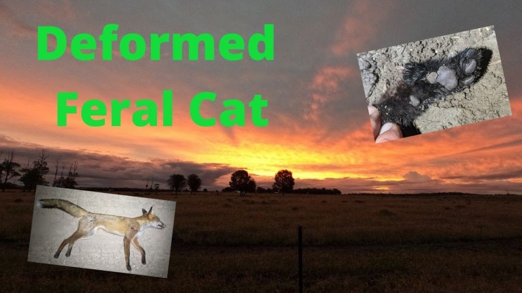 Cat With Deformed Foot