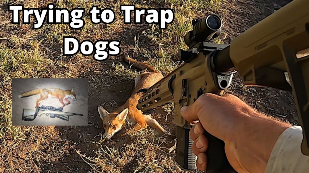 Setting the Dog Traps Again