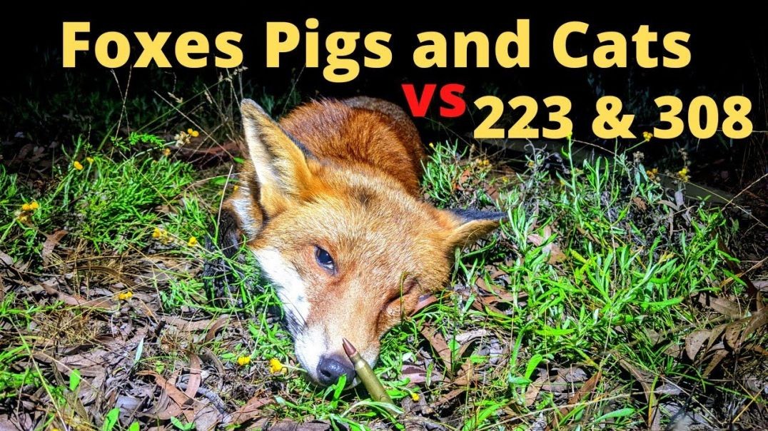 Chasing Pigs, Cats and Foxes