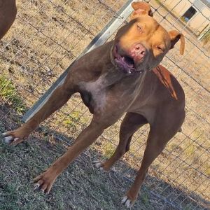 bottletree bulldogs profile picture