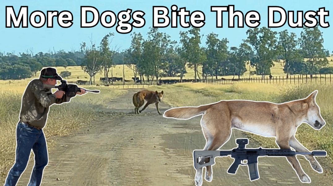 Opportunistic Dog Hunting And Trapping