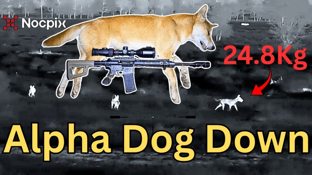 Calling Up WIld Dogs In The Dark