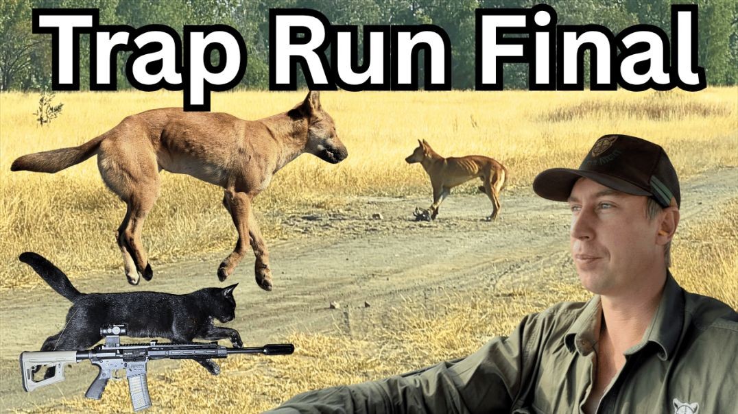 Dog Trapping Part 3