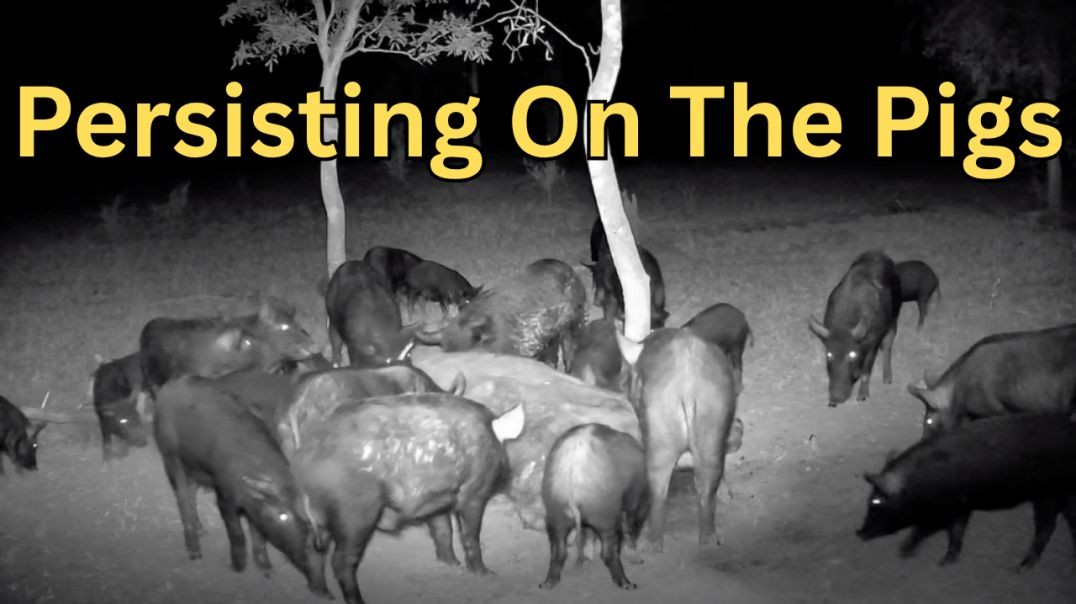 Ghosting Pigs