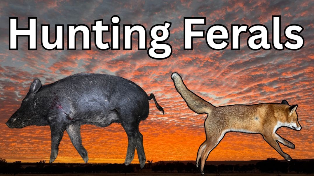 Hunting Foxes And Pigs In The Dark.mp4